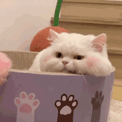 (dng)D.gif